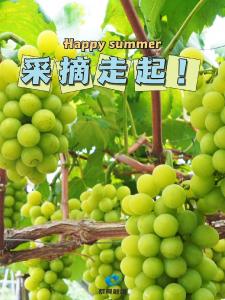 采摘走起！蔡甸这里的葡萄熟了，每一口都是夏日的甜蜜～