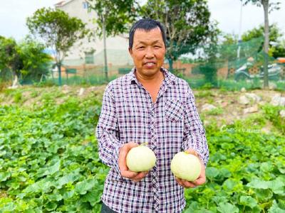 蔡甸侏儒本地甜瓜火热上市 甜蜜产业力促农户增收