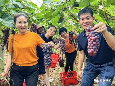 蔡甸：葡萄成熟采摘忙 “甜蜜经济”促增收