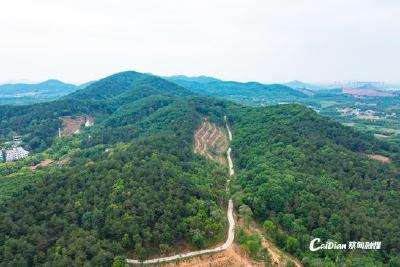 点赞！蔡甸2项林业重点工作获省级通报表扬