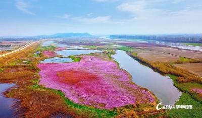 蔡甸区桐湖街道办事处荣获省政府环保奖