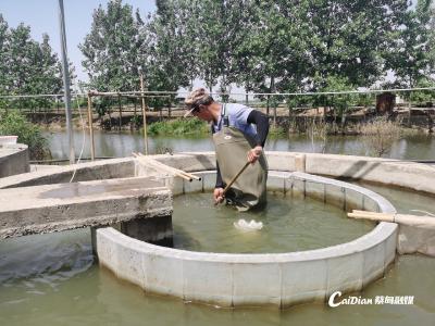 苗种技术助推渔业升级 蔡甸区鳜鱼苗繁育生产忙