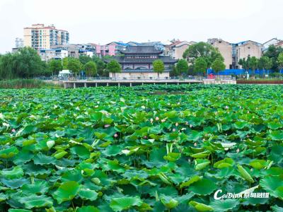 “荷”你相约！蔡甸一地入选武汉市赏荷地图