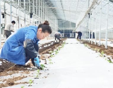 科技助力蔡甸西瓜苗“开挂”生长