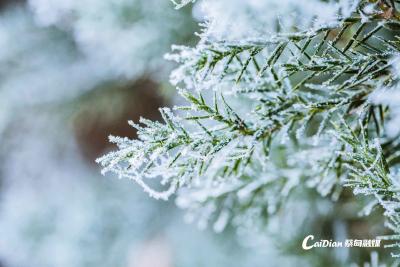 直冲19℃！蔡甸天气大反转，雪景还“有戏”么？