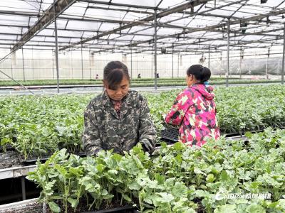 蔡甸150万株优质瓜苗托起“甜蜜产业”
