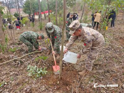 迷彩绿添新翠 蔡甸民兵植树护生态