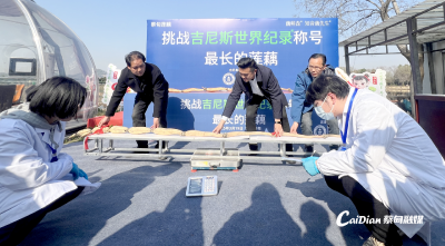 蔡甸莲藕挑战成功，中国再添吉尼斯世界纪录！