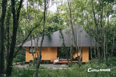 不出武汉，住进挪威森林小木屋