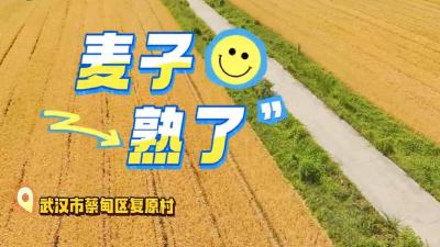 蔡甸麦子熟了，风吹麦浪太好看了！