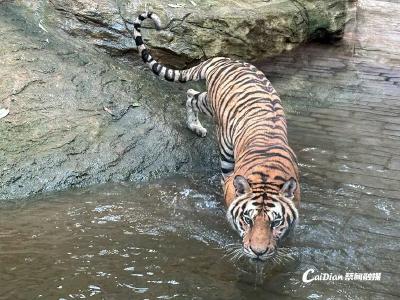虎啸乌梅山！来蔡甸，跟着AI机器人放肆“野”