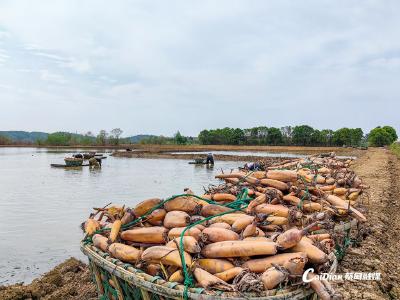 这堂莲藕课藏着“挖金”密码！有学员听完当场决定……