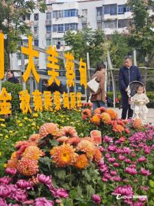 金秋菊展准备就绪，蔡甸广场万盆菊花静待市民打卡