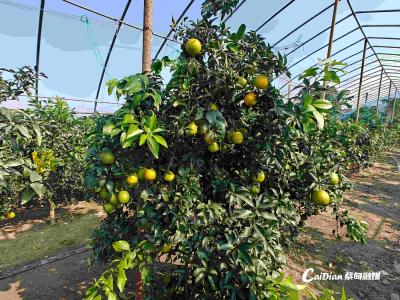 一口爆汁，甜入心 蔡甸果冻橙熟了！