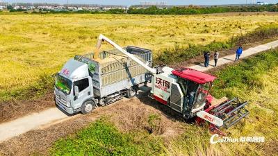 稳产增收保粮食安全 蔡甸14.65万亩水稻开镰收割