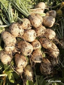 土地盘活，直供食堂！蔡甸东山村蹚出产业新路