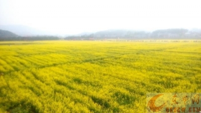 超赞！阳新石田古驿的油菜花美爆了！