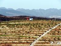 国际油橄榄文化交流中心在郧阳开建