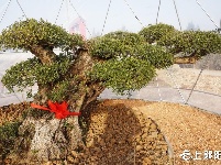 国际油橄榄文化交流中心在郧阳开建