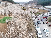 樱桃花开游客旺