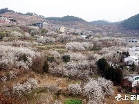 樱桃花开游客旺