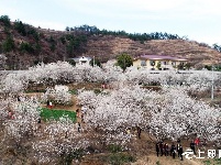 樱桃花开游客旺