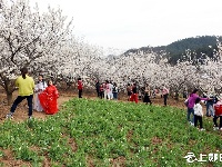 樱桃花开游客旺