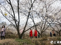 樱桃花开游客旺