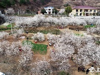 樱桃花开游客旺