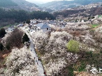樱桃花开游客旺