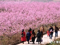 桃花盛开迎客来