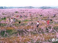 桃花盛开迎客来