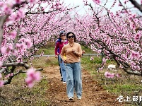 桃花盛开迎客来
