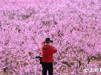 桃花盛开迎客来