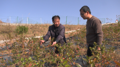 【贯彻六中全会精神】青曲镇：打造现代农业示范区