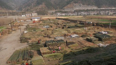 【贯彻六中全会精神】鲍峡镇：小山竹做成大产业