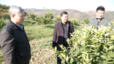 郧阳区农业农村局推广农业创新技术 助推柑橘产业发展