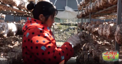 【走进乡村看小康】鲍沟村：香菇产销旺 菇农干劲足