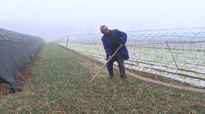 我的2021 | 赵华：蔬菜大棚里种出小康生活