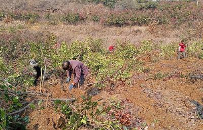 郧阳区杨溪铺镇鲍沟村百亩苗木见成效