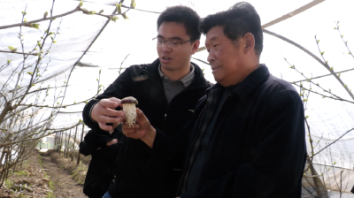 家楼真丝公司：不弃废桑枝 栽培赤松茸