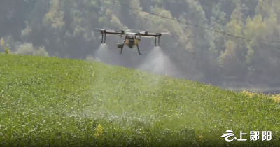 郧阳区全面开展小麦赤霉病防控 保夏粮增收