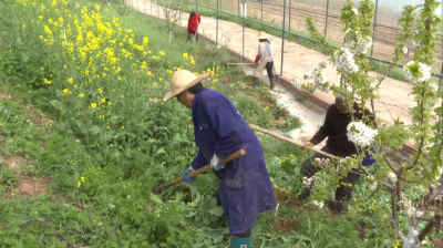 安阳镇：培育壮大四上企业 变荒山为金山
