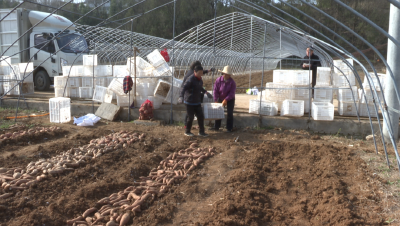 谭山镇：抢抓时节做好红薯育苗