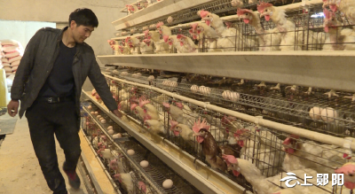 【奋进新征程·建功新时代 】江峪村党扬：小康路上“金鸡报晓”