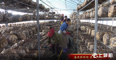 【奋进新征程·建功新时代】 青山镇琵琶滩村：发展香菇产业 助力乡村振兴