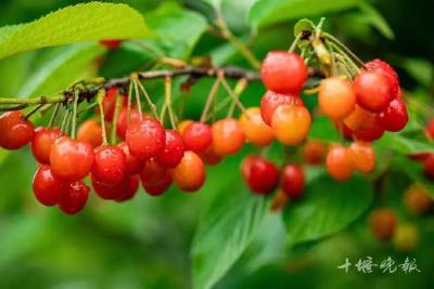 那一抹樱桃红叫乡愁