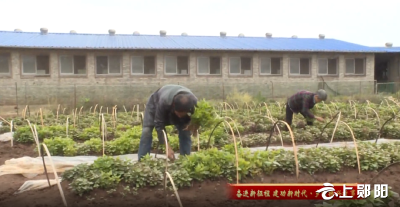 【奋进新征程 建功新时代·乡村振兴故事】梅铺镇：红薯基地拔苗忙 特色产业助增收