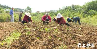 谭家湾镇陈家墁村：发展中药材产业助民增收