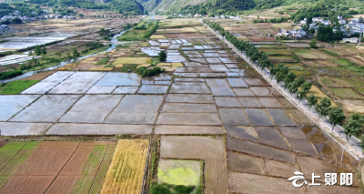 安阳镇：水稻机械化插秧 跑出春耕“加速度”